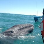 The Majestic Gray Whales of Baja: An Unforgettable Migration 1