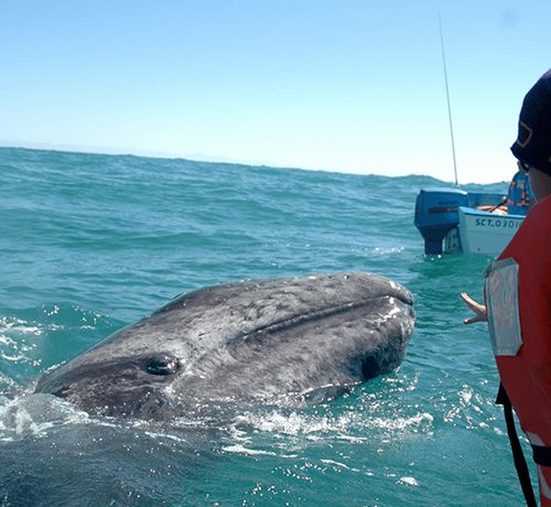 The Majestic Gray Whales of Baja: An Unforgettable Migration 1