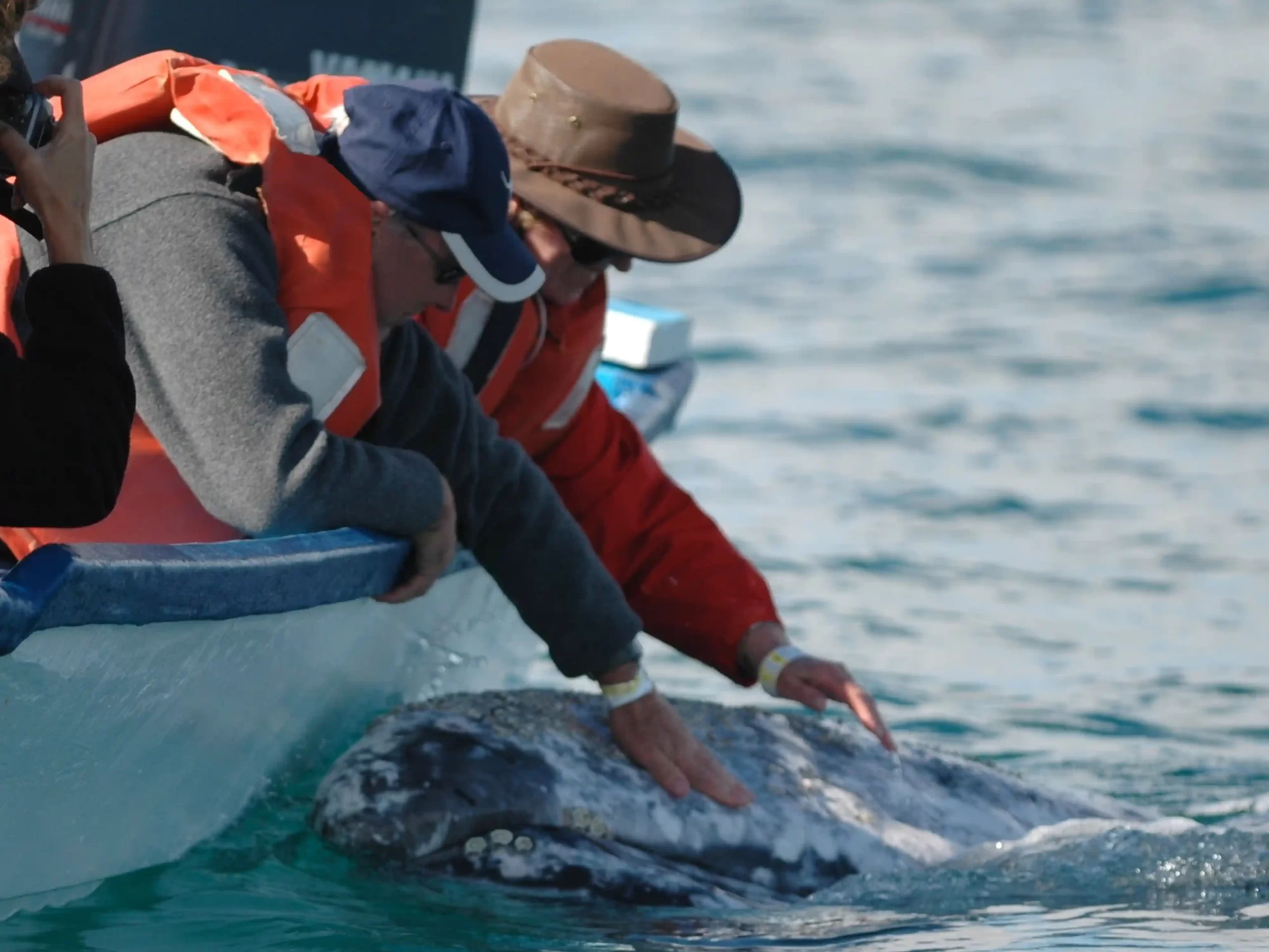 Pet Whale by Boat 2 Men Copy