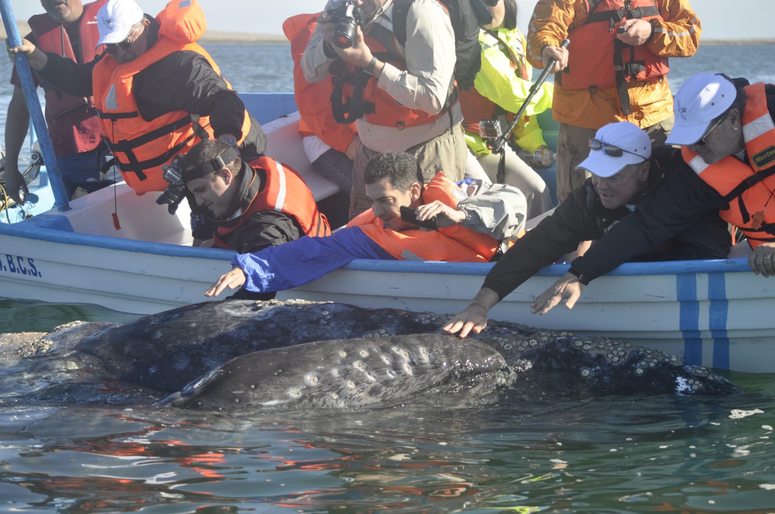 Gray Whales Watching