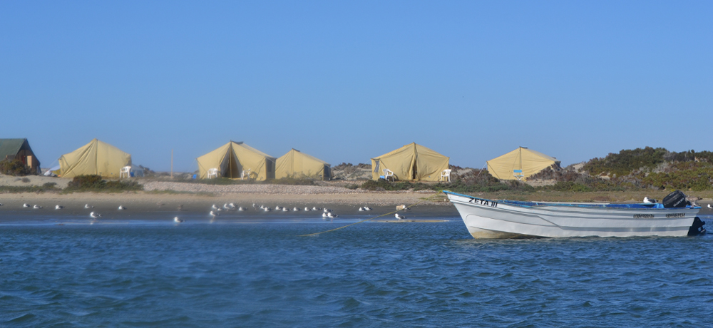 Gray Whale Watching Camp