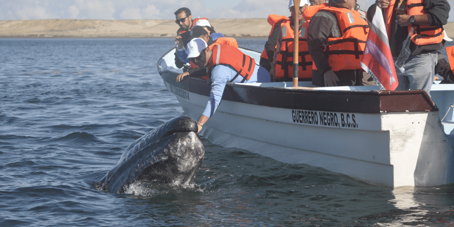 Gray Whale Trip