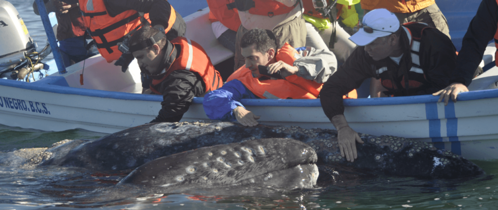 grey whales Two At Boat